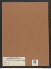 Navicula bastracanei Grun. (de-Toni-Nr.: Genus 1, Species 650) Zeichnungen Sammlung Grunow Mappe 00555 (Herbarium_W_Grunow_drawings_Folder_00555)